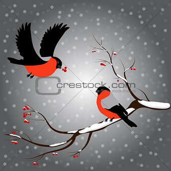 Bullfinch on rowan branch, snow, merry christmas, gray background. Winter vector illustration.