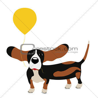dog Basset Hound with a balloon isolated on white background.