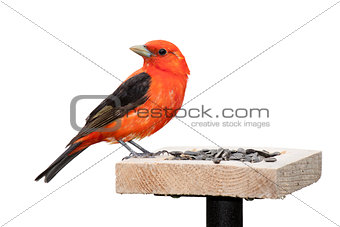 Tanager and Sunflower Seeds Isolated on White