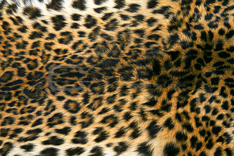 Skin of the leopard