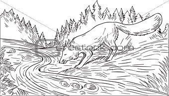 Fox Drinking River Woods Black and White Drawing