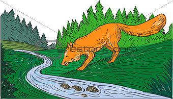 Fox Drinking River Woods Creek Drawing