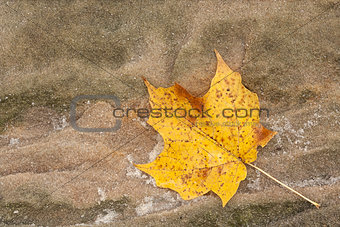 Maple Leaf and Sandstone