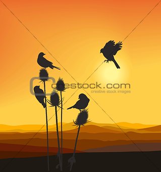 Small birds on a thistle