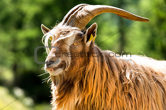 Mountain Male Goat - Italian Alps