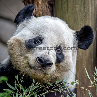 giant panda eating green  bamboo