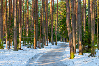 snowy road in a mixed forest in winter