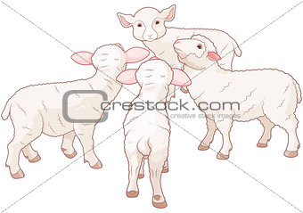 Sheep Group 