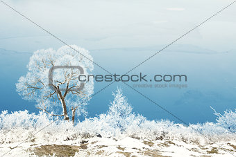 Winter tree trunk in nature in winter