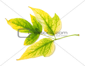Yellowed autumn leaf