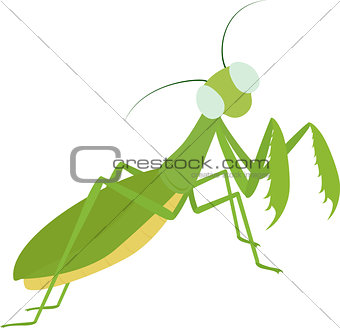 Green funny cartoon Mantis