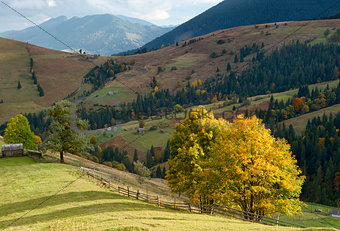 autumn trees in mountains Carpathians