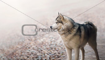 Single dog animal Husky breed standing at