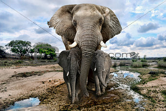 Wild Images of of African Elephants in Africa