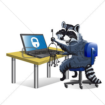 Raccoon hacker sitting at laptop