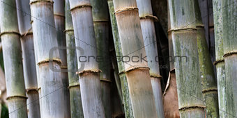 thick bamboo grove 