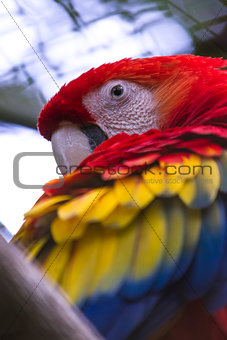 Scarlet macaw close up