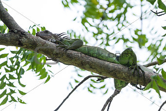 Tropical Iguana in Costa Rica 