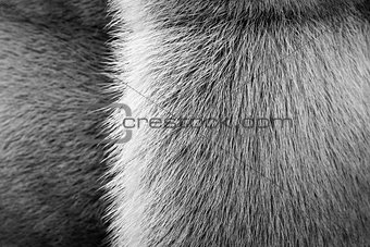 black-white texture of fur animals with a strip