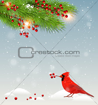 Green fir branches and cardinal bird
