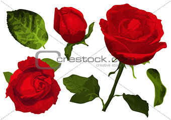 Set of red rose flower, bud and leaves