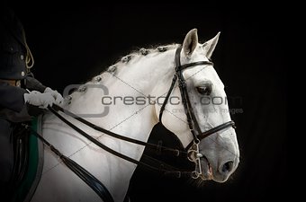 portrait of gray dressage horse on black