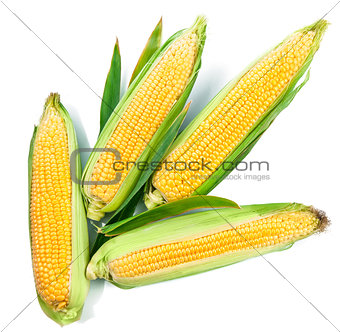 Fresh corn harvest vegetables top view green