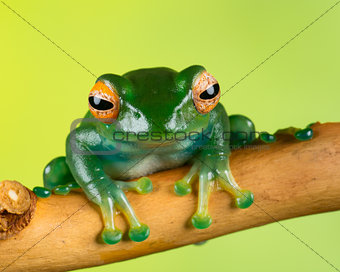 Yellow eye tree frog