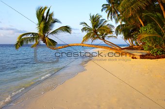 UNIQUE SUNSET BEACH WITH PALM TREES