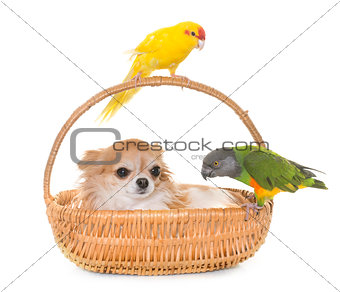 chihuahua and birds