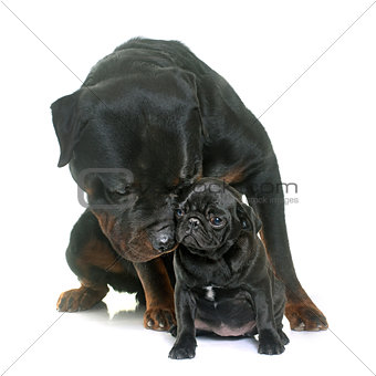 puppy black pug and rottweiler