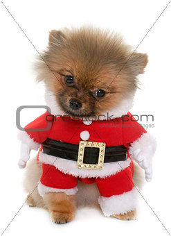 dressed puppy pomeranian dog