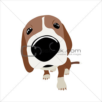Jack Russell Terrier with large head and nose. Vector Illustration of a dog