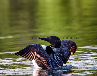 Common Loon Wing Flap (Gavia immer)
