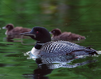 Common Loon (Gavia immer) with two baby chicks
