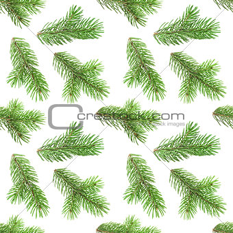 Seamless pattern of fir tree branches on white