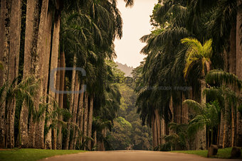 Sri Lanka: alley of palms in Royal Botanic Gardens, Kandy