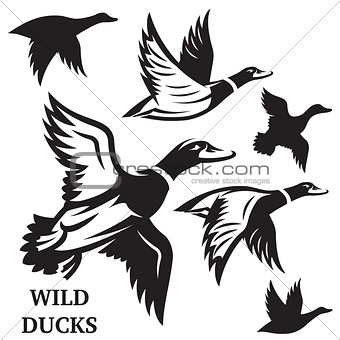 Vector set of flying wild ducks. Vector illustration.