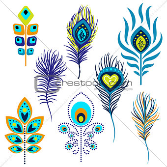 Peacock feathers vector illustration clipart.