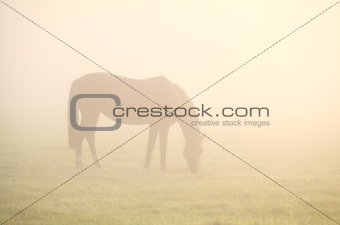 horse grazing grass in deep mist