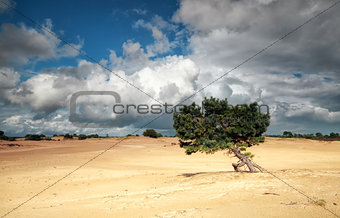 pine tree on sand dune and stormy sky
