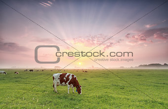 cow grazing on pasture at dramatic sunrise