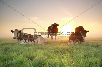 few cows on relaxed on pasture during sunrise