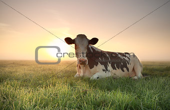 relaxed cow on pasture at sunrise