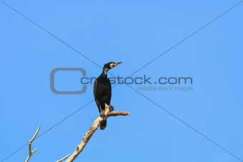 cormorant in a tree