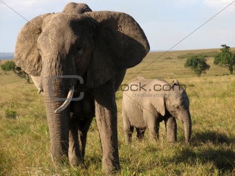 Mother Elephant and Child