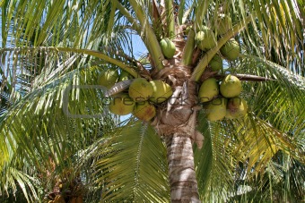 Palm Tree Produce
