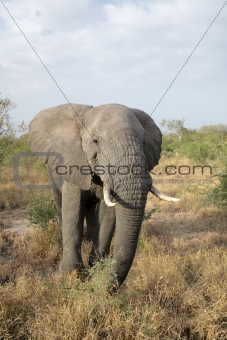 Elephant in the Kruger 
