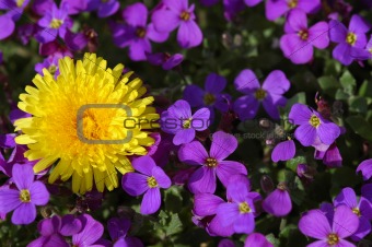 dandilion and violets