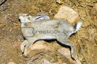 Dead rabbit